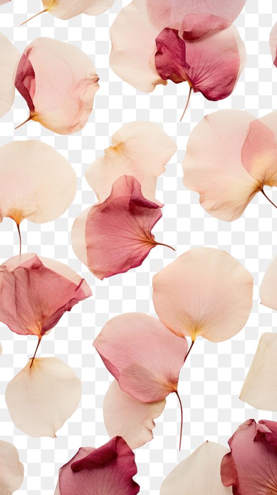 PNG Real pressed rose petals flowers backgrounds plant freshness