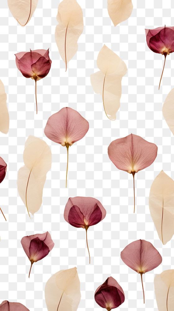 PNG Real pressed rose petals flowers backgrounds plant leaf. AI generated Image by rawpixel.