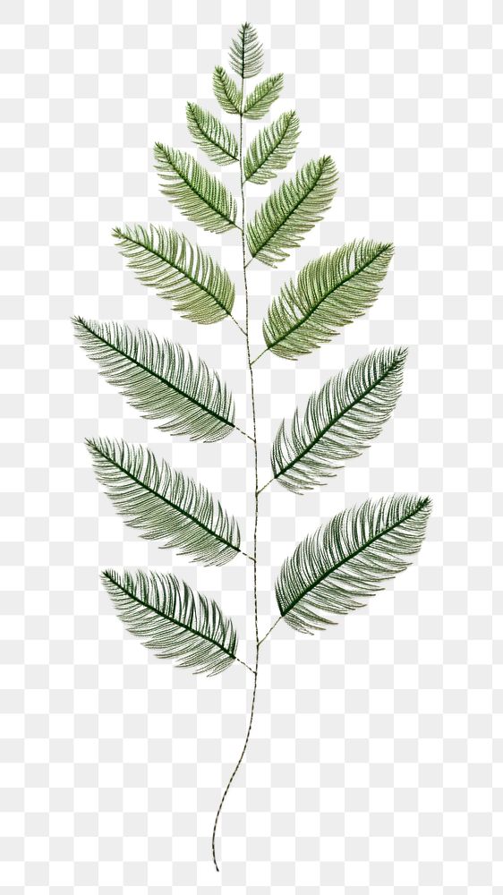 PNG Botanical leave plant herbs leaf fern.