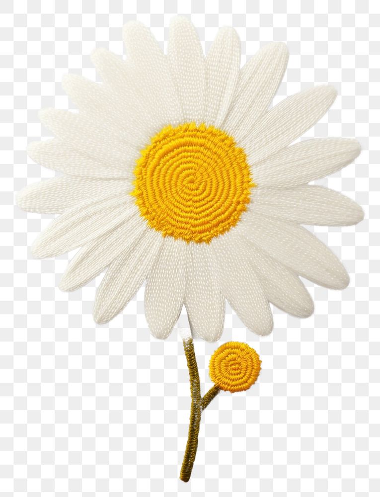 PNG Flower petal daisy plant white inflorescence.