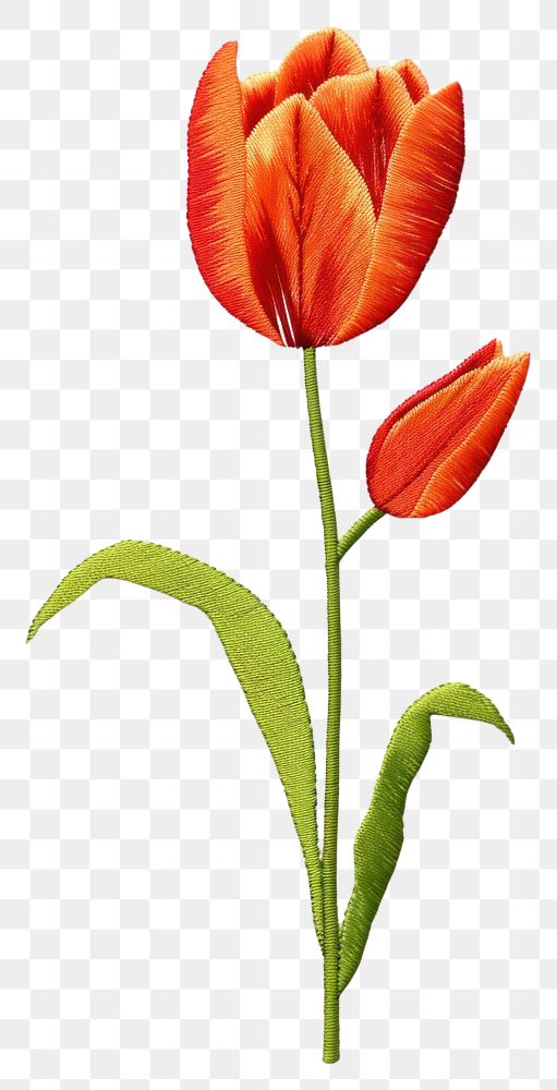 PNG Flower petal plant tulip flower inflorescence creativity.