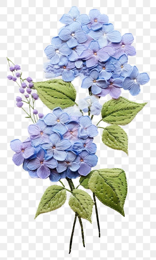 PNG Hydrangea in embroidery style flower plant inflorescence