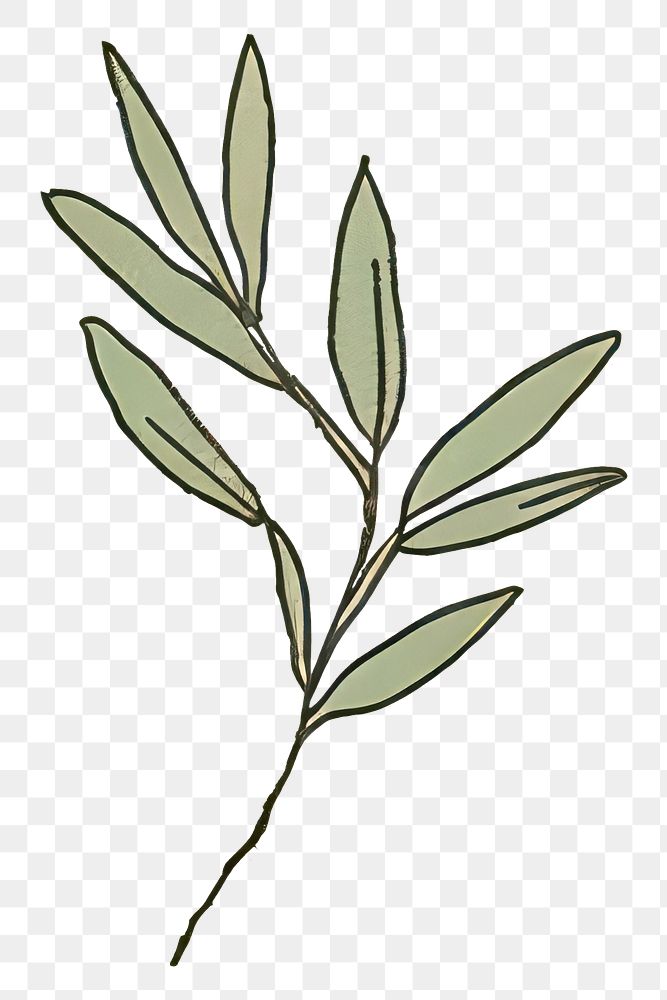 PNG Plant herbs leaf astragalus.