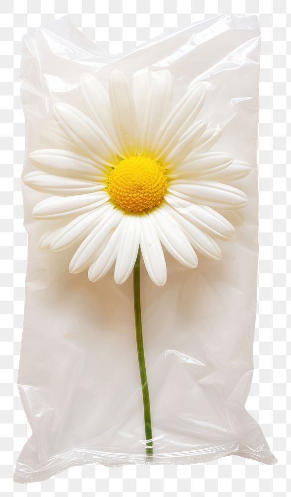 PNG  Plastic wrapping over a daisy flower petal plant.