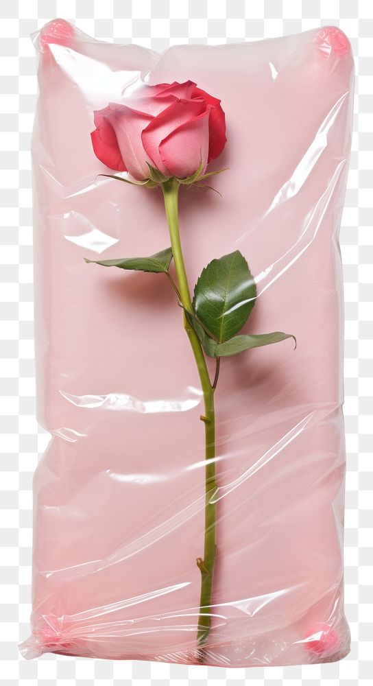 PNG  Plastic wrapping over a rose flower petal plant.
