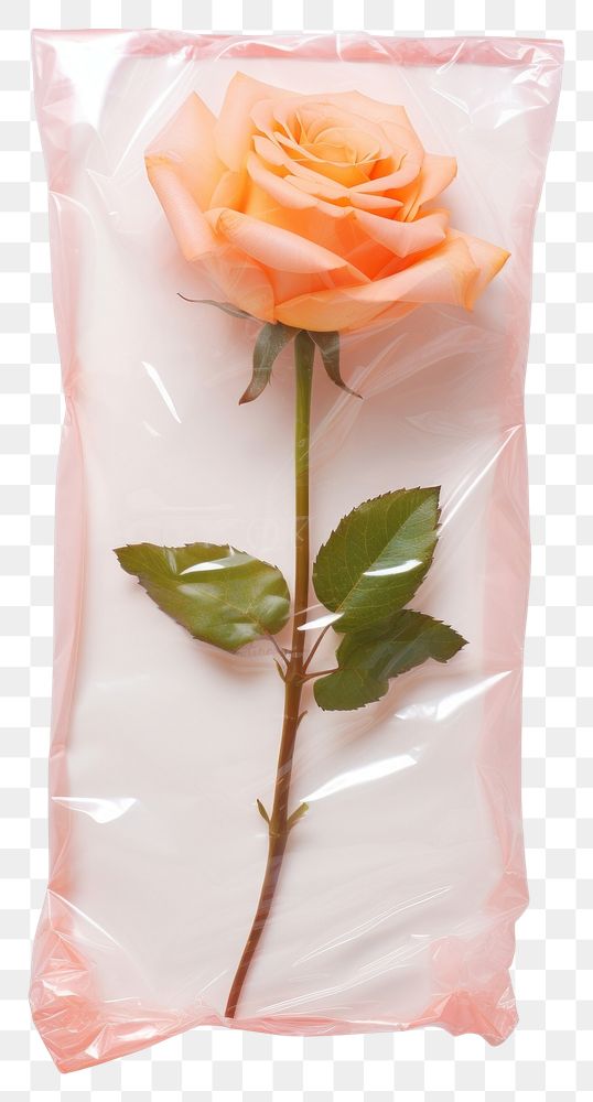 PNG  Plastic wrapping over a rose flower plant white background.