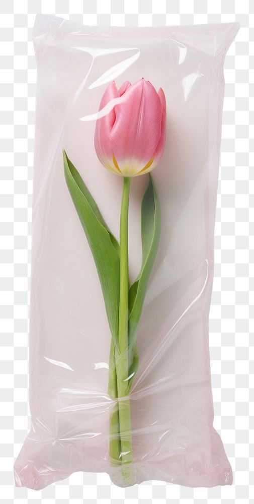 PNG  Plastic wrapping over a tulip flower plant rose.