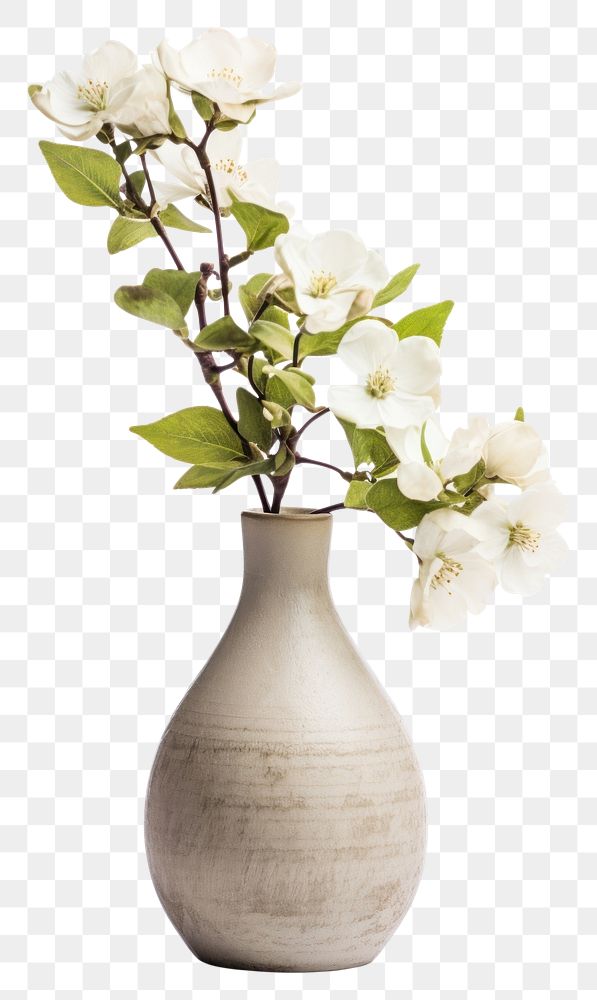 PNG Pottery off-white flower vase pottery blossom plant