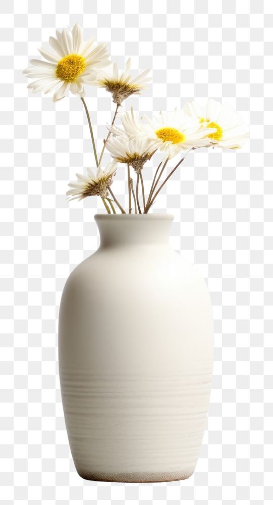 PNG Pottery off-white flower vase pottery asteraceae blossom.