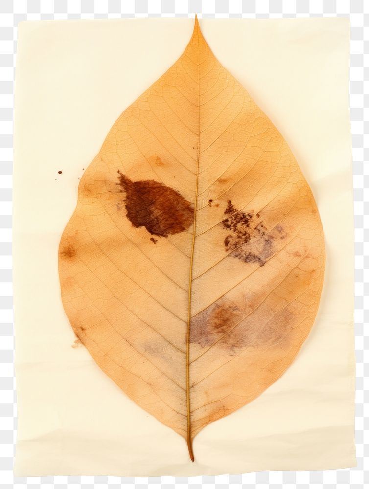 PNG  Real Pressed a autumn leaves leaf plant paper.
