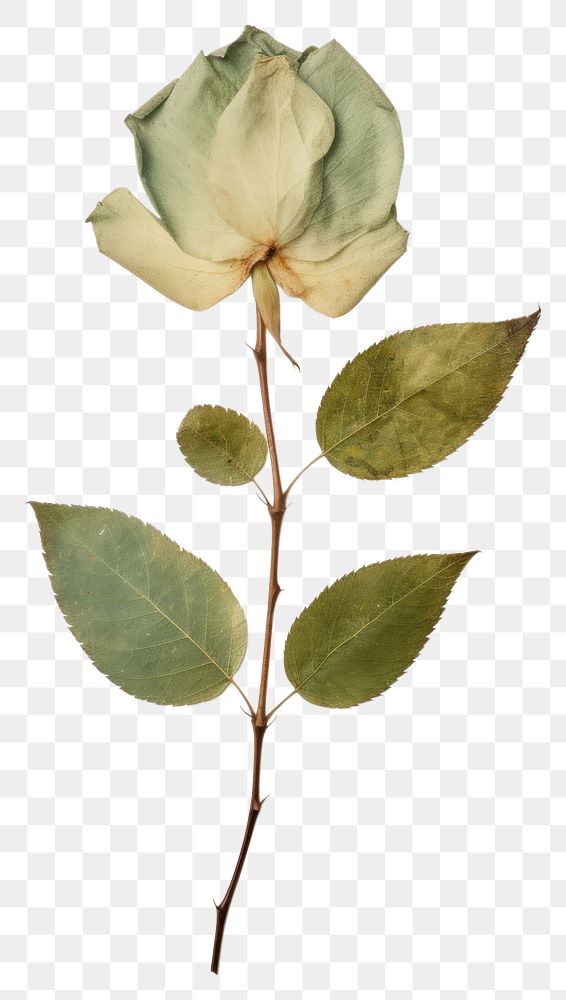 PNG  Real Pressed a green leaf of rose flower plant freshness.