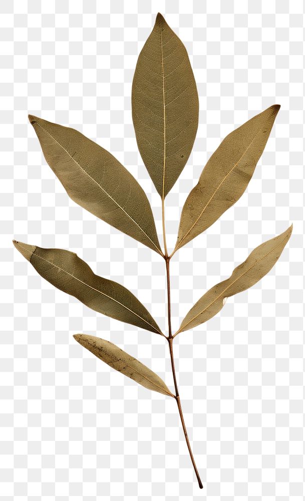 PNG  Real Pressed a olive leaf plant herbs tree