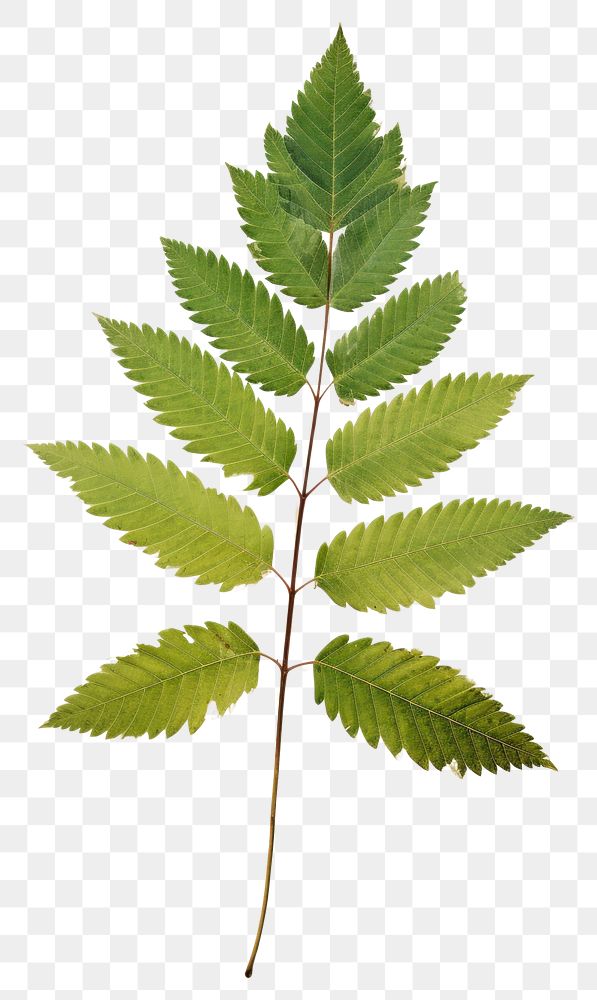 PNG  Real Pressed a rowan leaf green herbs plant paper