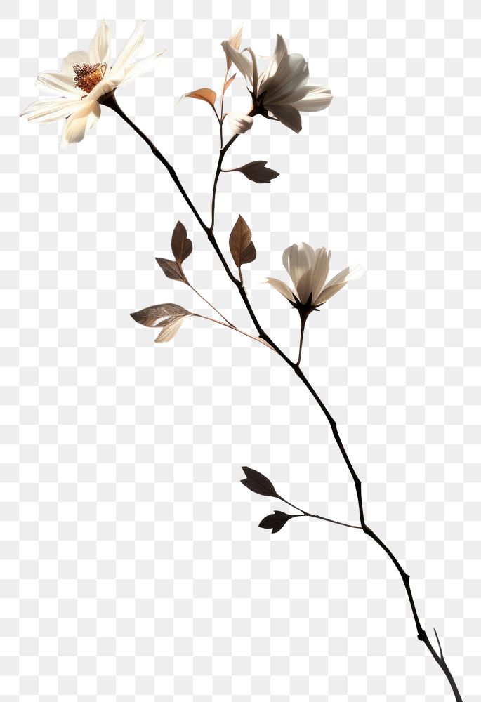 PNG Flower blossom plant petal. AI generated Image by rawpixel.
