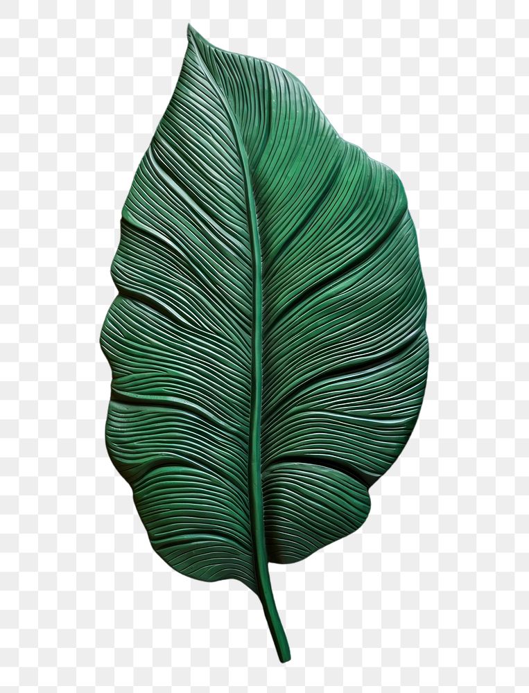 PNG Leaf green pattern plant.