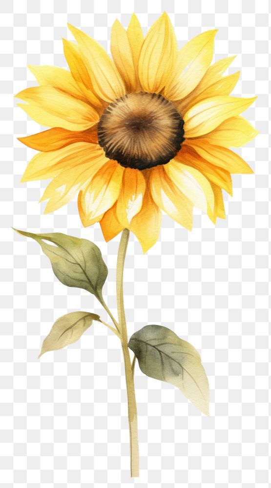 PNG Sunflower vertical flower plant white background inflorescence.