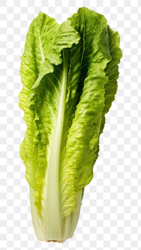 PNG A head of romaine lettuce vegetable plant green.