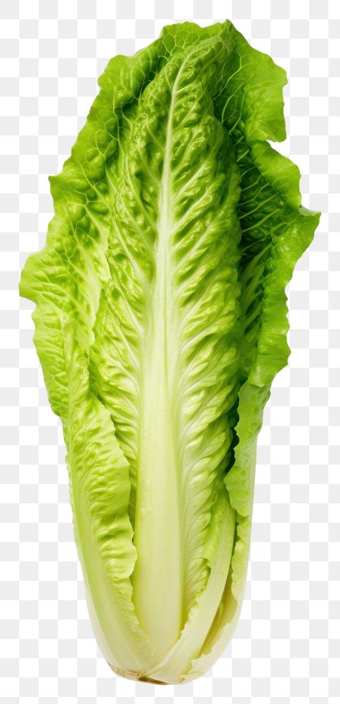 PNG A head of romaine lettuce vegetable green plant.