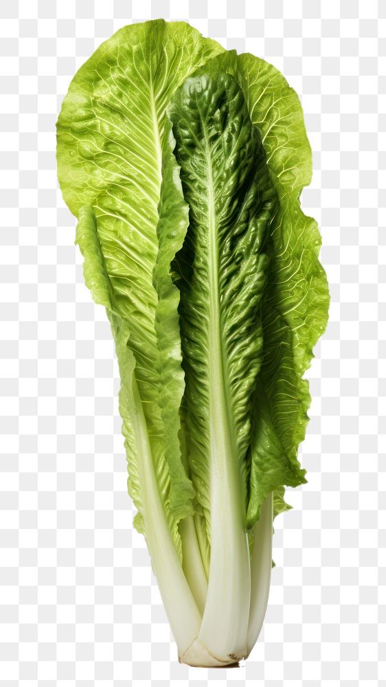 PNG A head of romaine lettuce vegetable plant food.
