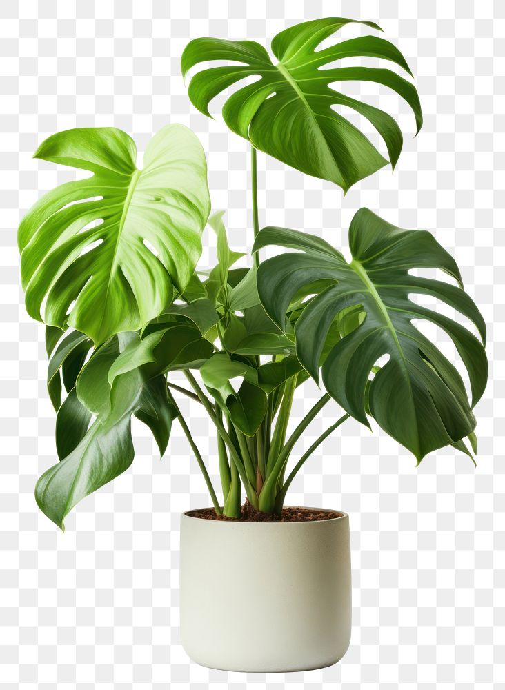 PNG  Monstera in a pot plant leaf white background.
