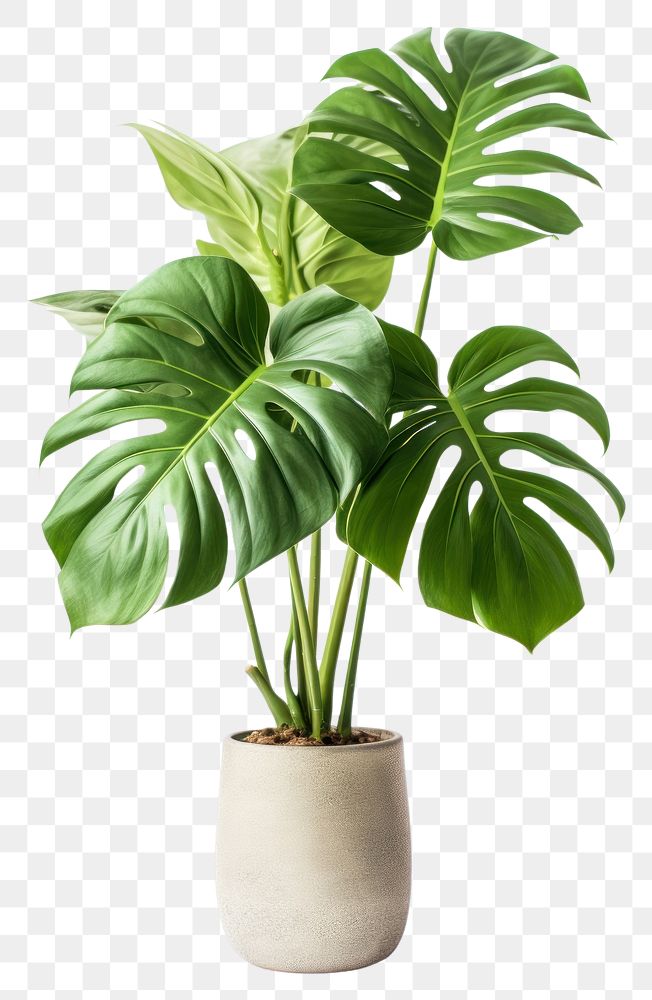PNG  Monstera in a pot plant leaf vase