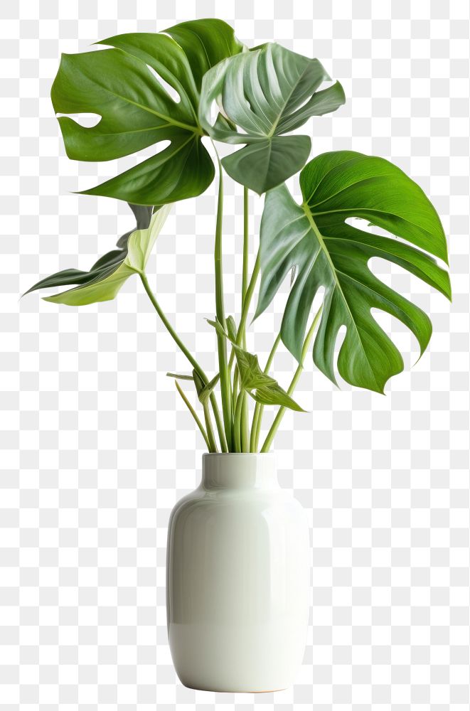 PNG  Monstera in a vase plant leaf houseplant.