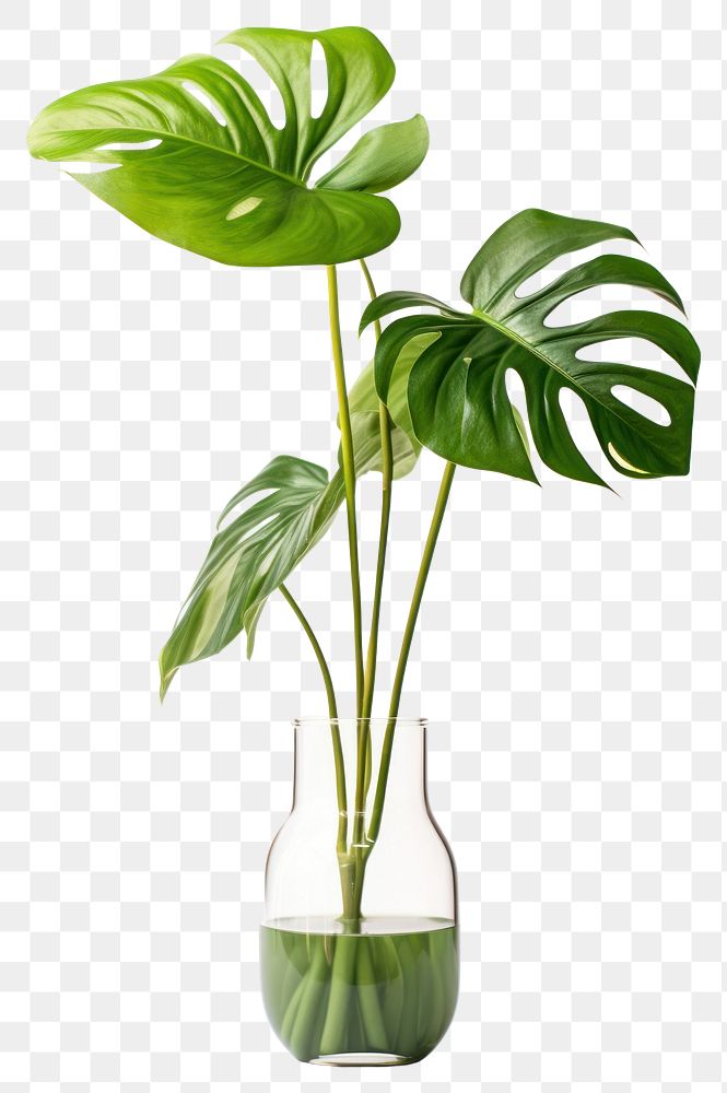 PNG  Monstera in a vase plant leaf white background.