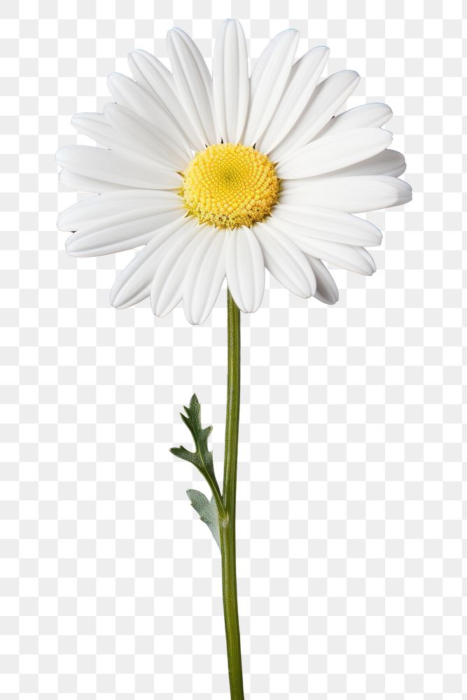 PNG White Colored Daisy daisy flower petal.