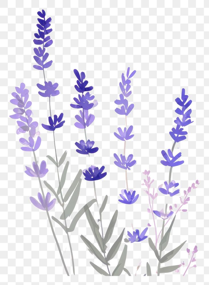 PNG  Cute mini lavenders illustration blossom flower purple.