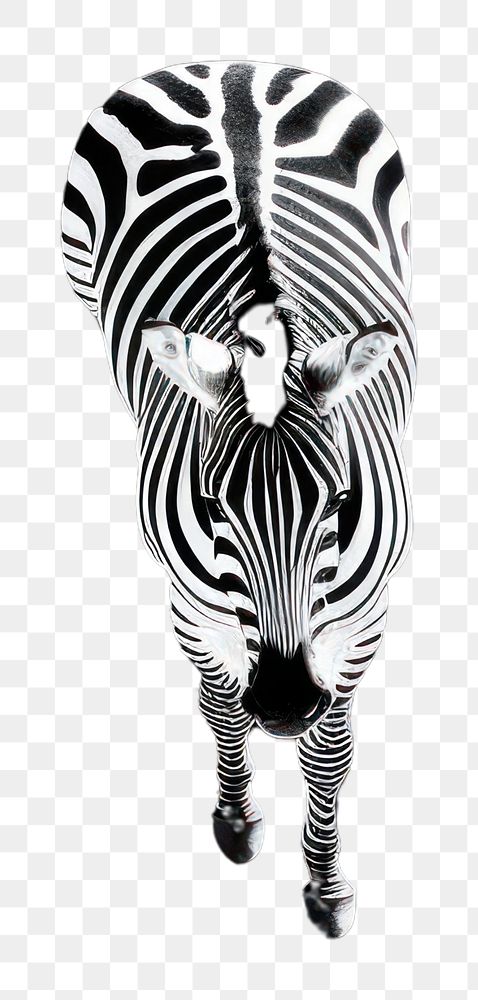 PNG  A zebra road wildlife animal mammal.
