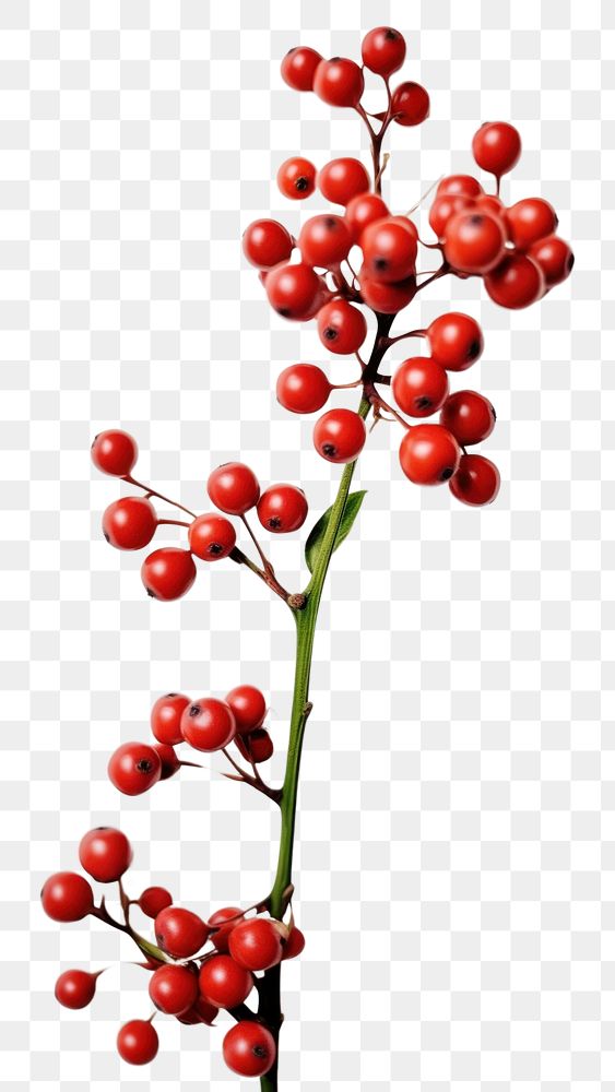 PNG A holly on the white table flower cherry plant.