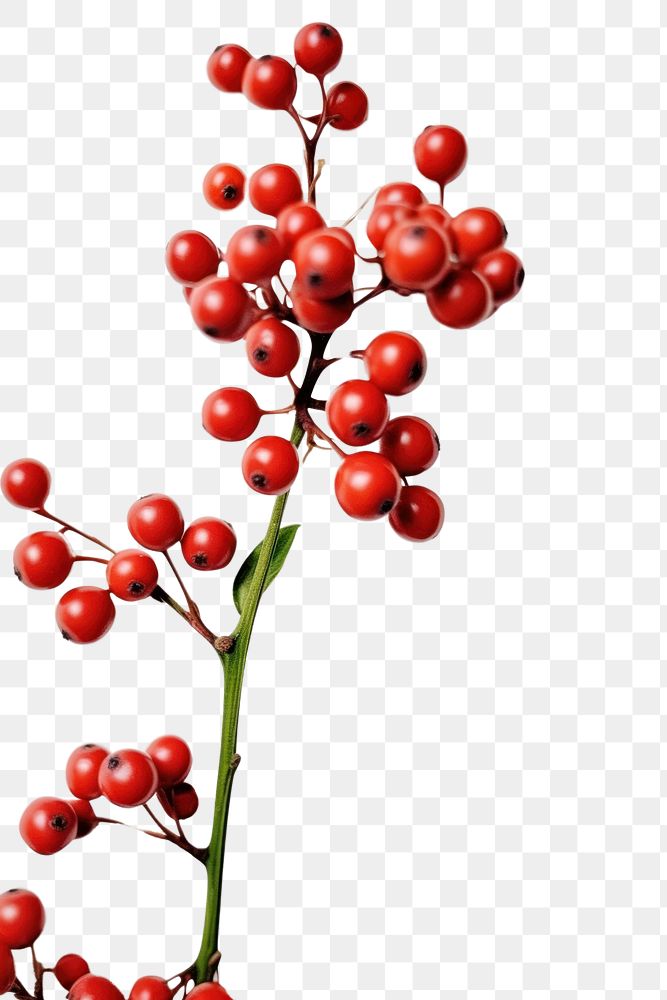 PNG A holly on the white table flower cherry plant.