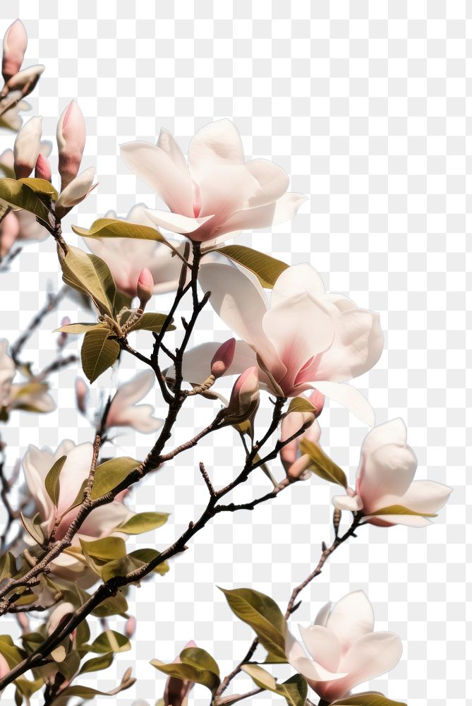 PNG Spring magnolia flowers sky outdoors blossom.