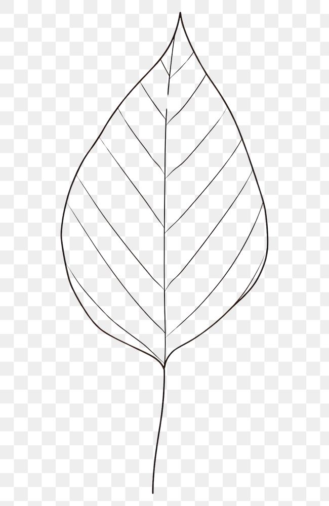 PNG Leaf sketch drawing plant.