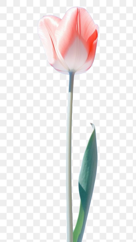 PNG Tulip flower plant sky. AI generated Image by rawpixel.
