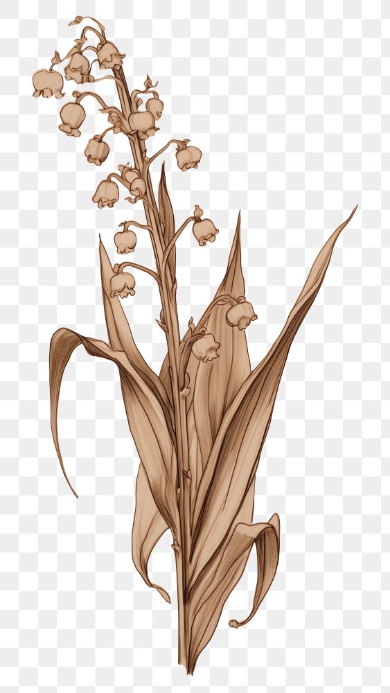 PNG Lily of the valley flower sketch drawing. AI generated Image by rawpixel.