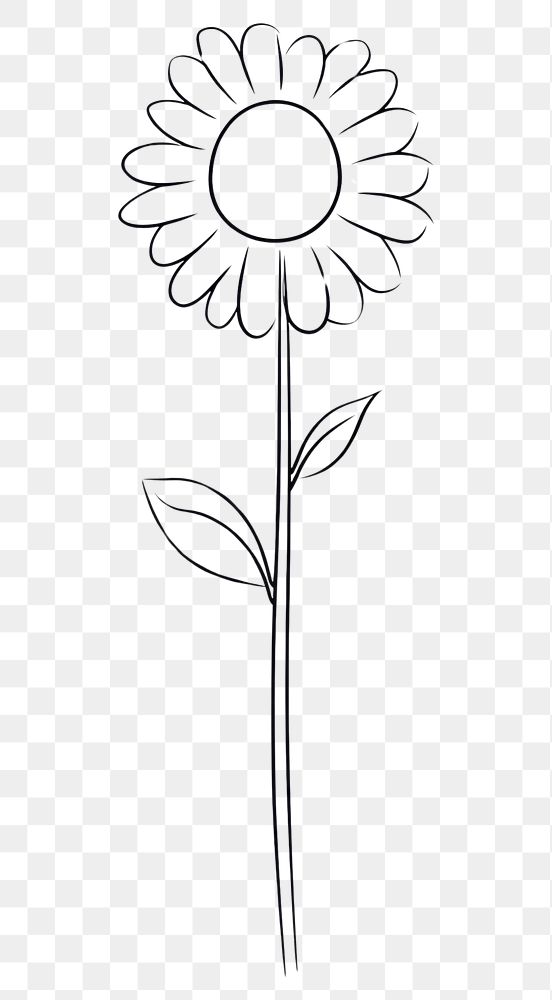 PNG Sunflower sketch drawing plant.