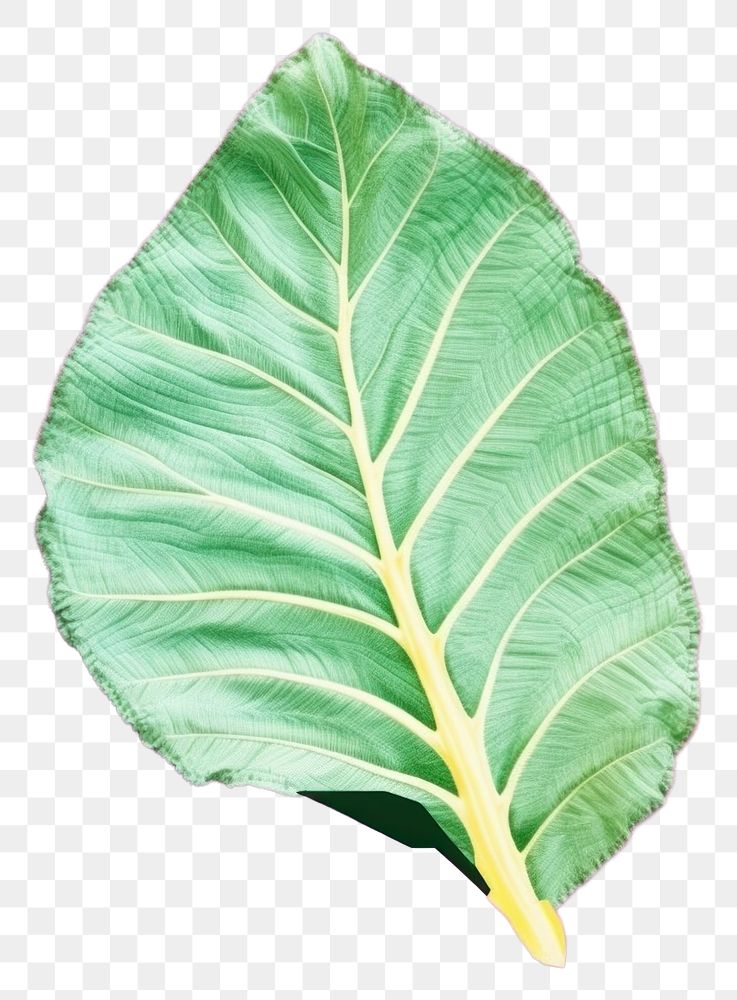 PNG  Simple fabric textile illustration minimal of a leaf plant xanthosoma freshness.