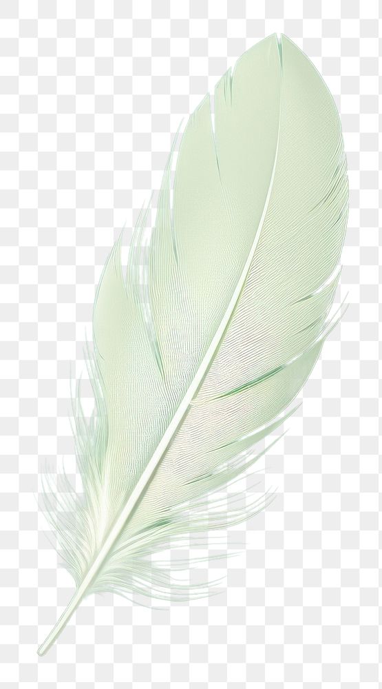PNG Leaf lightweight softness feather.