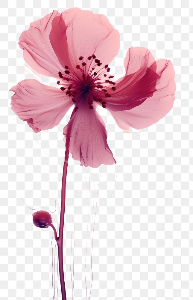 PNG Pink flower blossom petal plant.