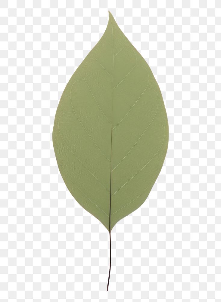PNG A tree leaf plant white background simplicity.