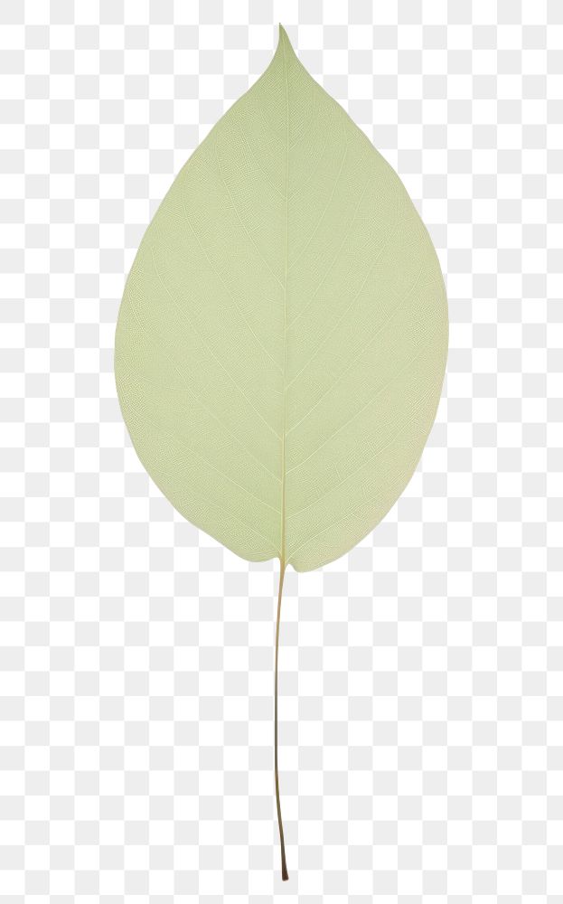PNG A tree leaf plant white background simplicity.