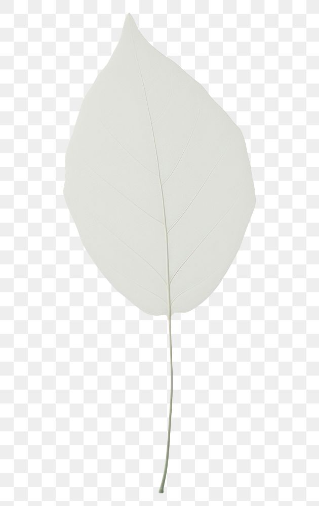PNG A tree leaf plant white white background.