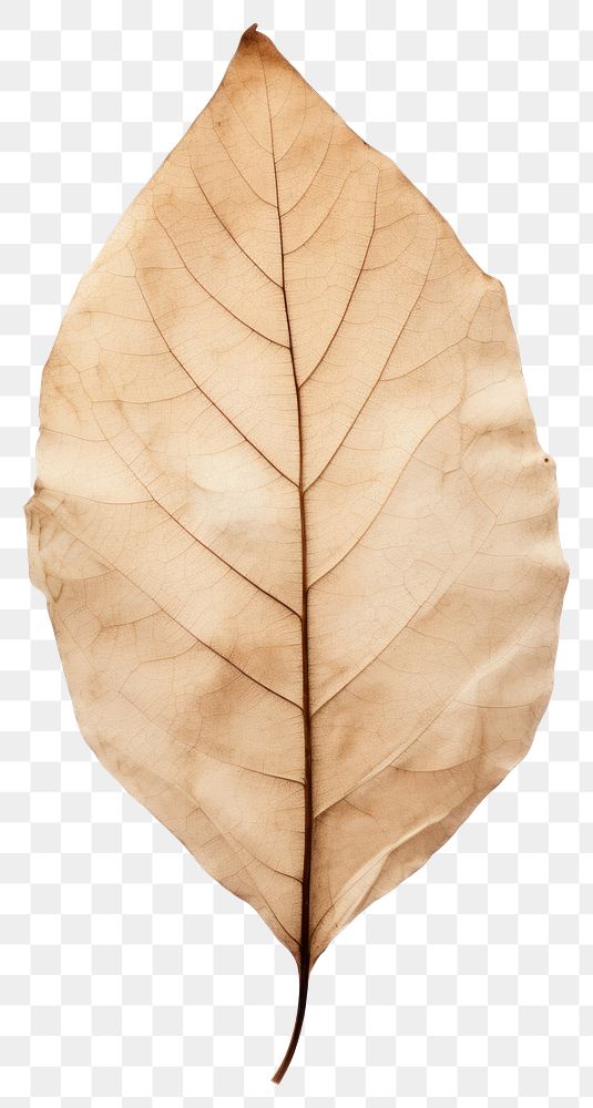 PNG Real Pressed a tree leaf plant white background fragility.