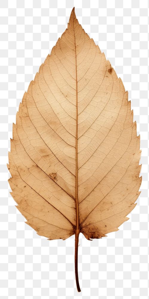 PNG Real Pressed a tree leaf backgrounds textured plant.