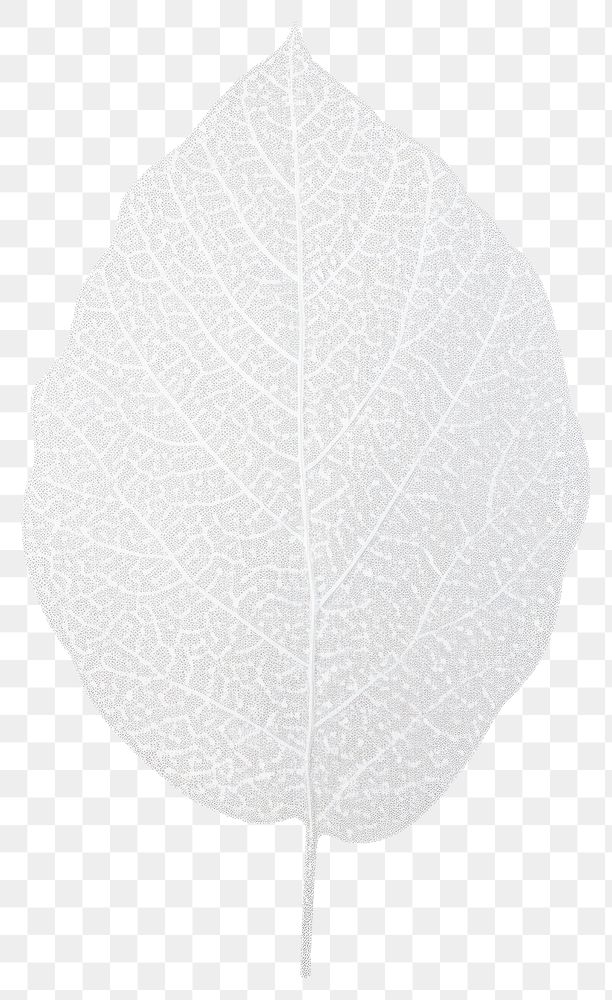 PNG A tree leaf plant white white background.