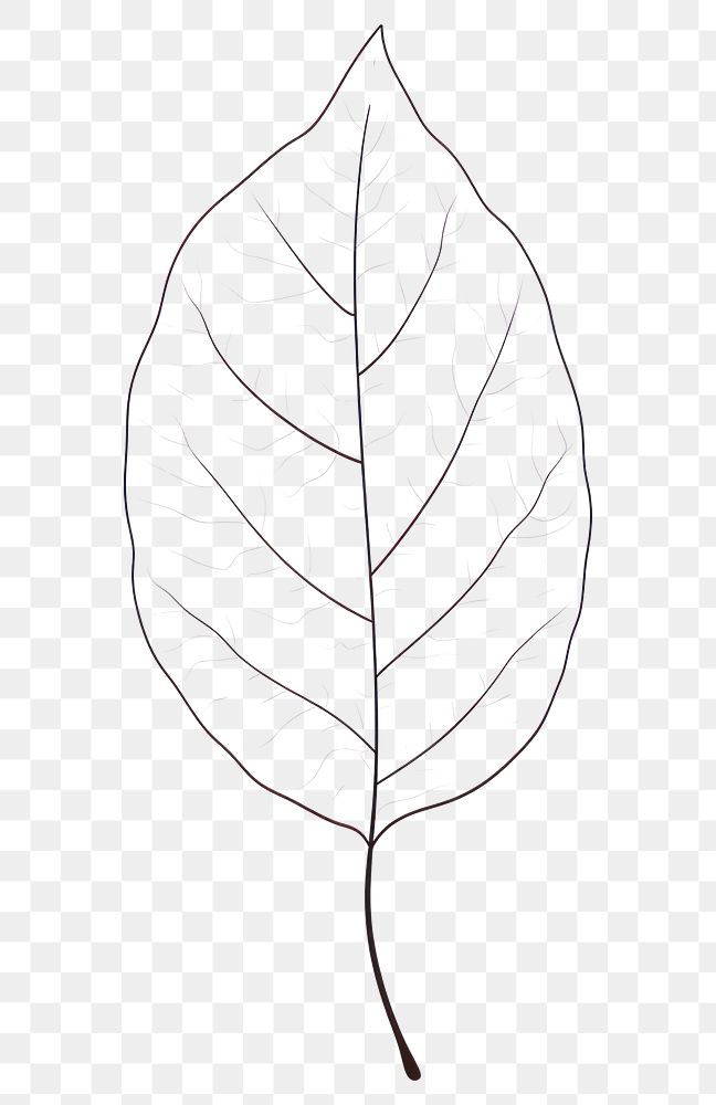 PNG A tree leaf plant line xanthosoma.