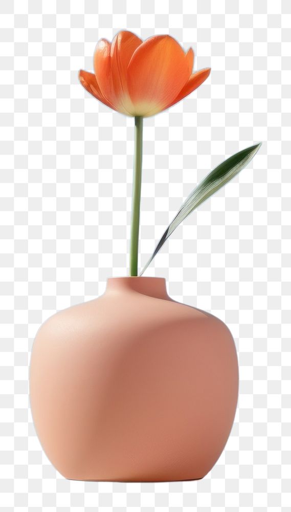 PNG Tulip vase flower plant.
