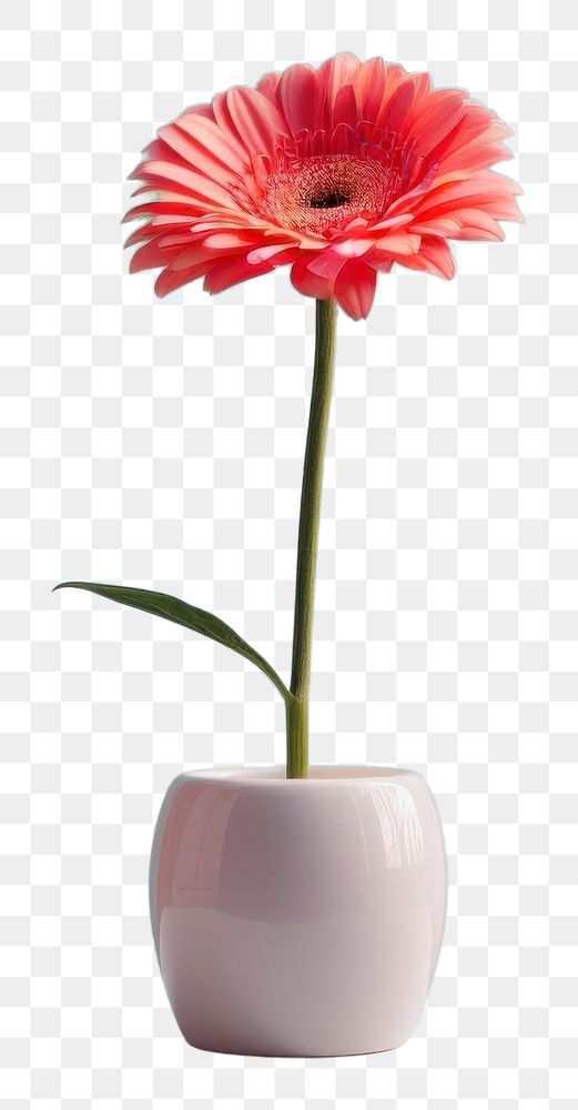 PNG Gerbera vase flower petal.