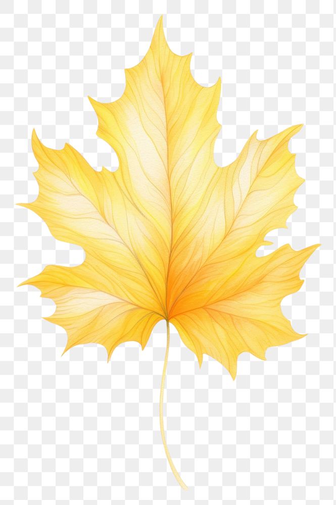 PNG Yellow tree leaf plant white background creativity.
